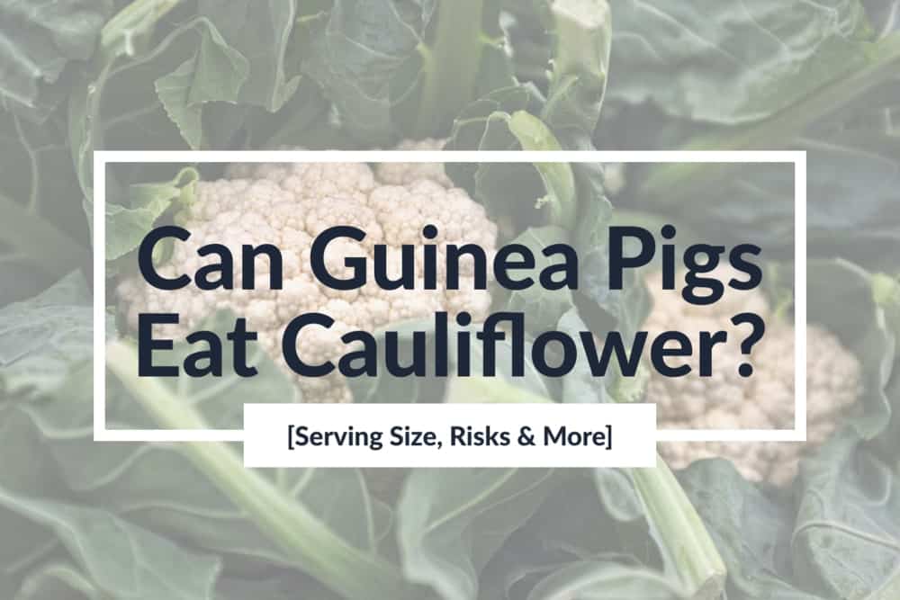 Can Guinea Pigs Eat Cauliflower? [Serving Size, Risks & More] - Healthy ...