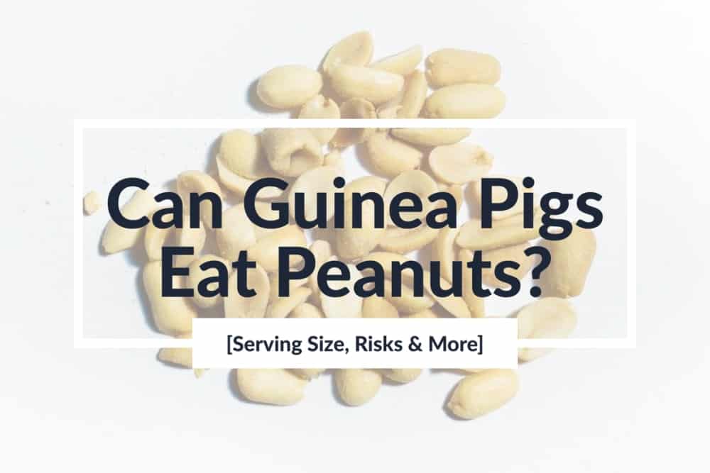 Can Guinea Pigs Eat Peanuts? [Serving Size, Risks & More] - Healthy ...