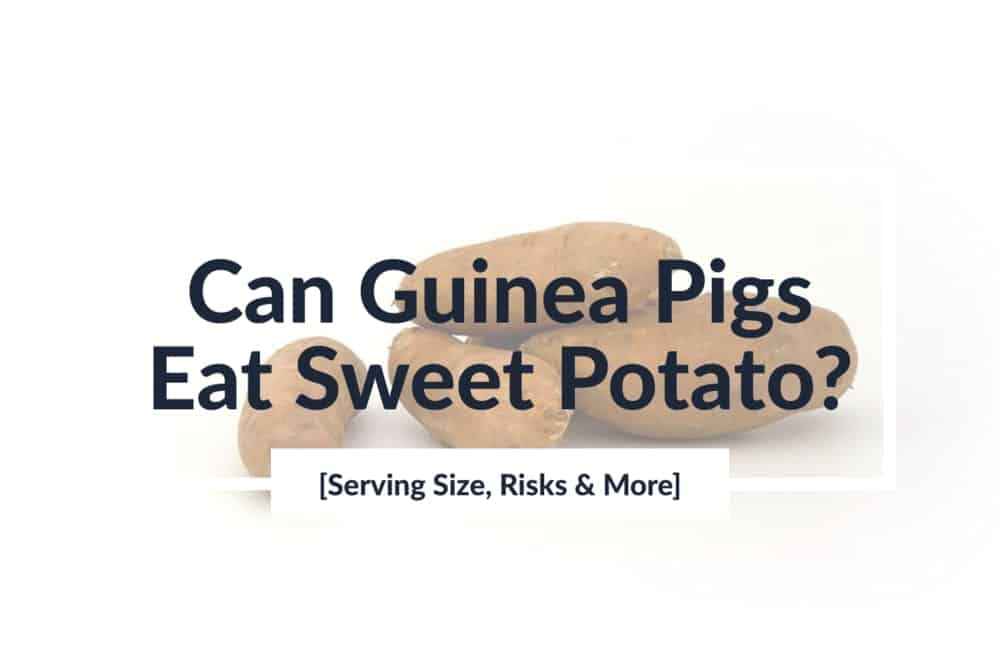 Can Guinea Pigs Eat Sweet Potato? [Serving Size, Risks & More] Healthy Guinea Pigs
