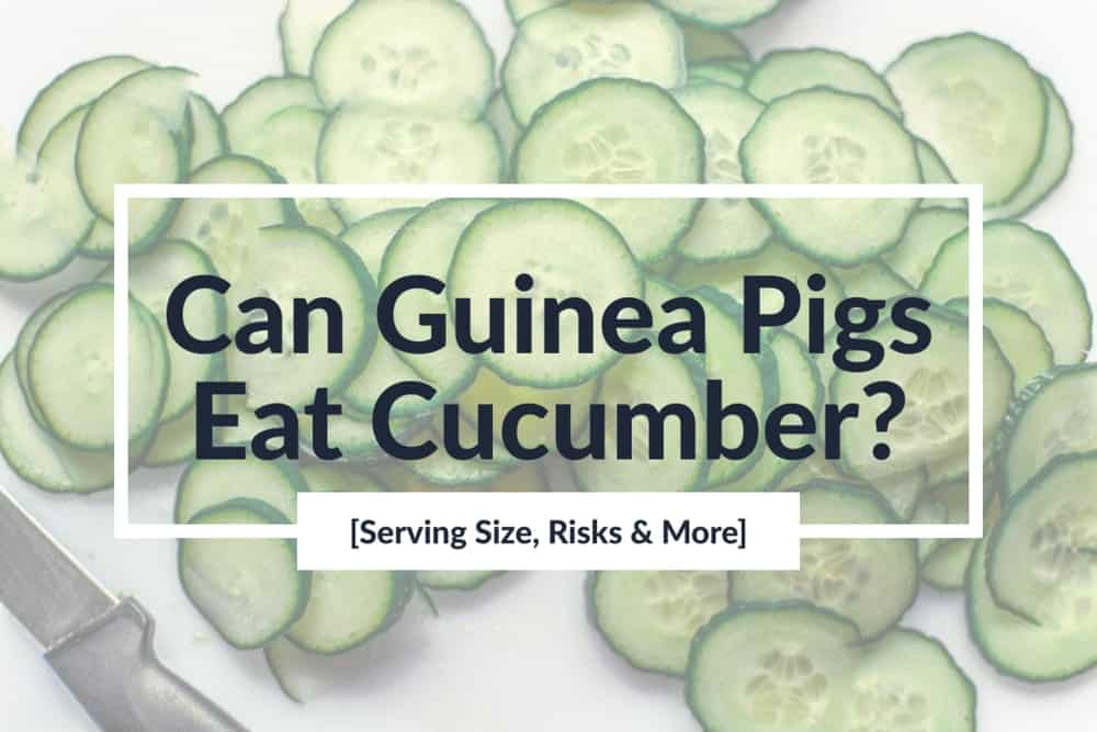 Fresh Look at Can Guinea Pigs Eat Cucumber Serving Size Risks More